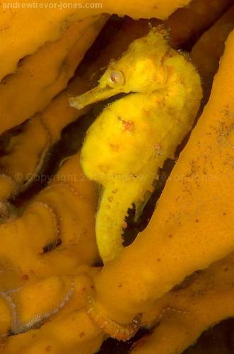 Seahorse on yellow