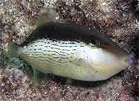Bridled Triggerfish