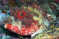 Eastern Red Scorpionfish